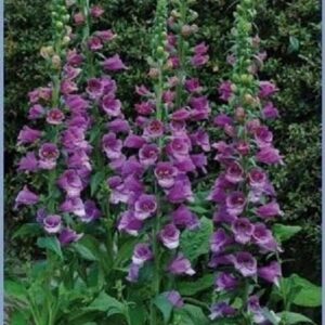 Foxglove 'Purple Hybrid Dalmatian F1 (LARGE) Cottage Garden Plug Plants Pack X6