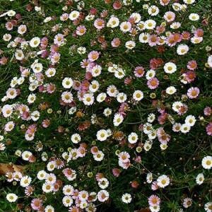 Pack Flower Seed Erigeron Karvin 'Profusion' King's Quality Seeds