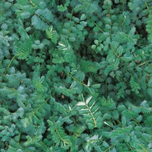 SALAD BURNET (Sanguisorba minor ssp muricata) Suffolk Herbs Seeds