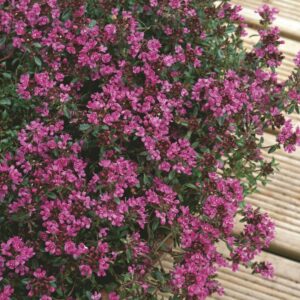 Thyme Creeping Red 'Coccineus' Perennial Garden Herb Plug Plants Pack X6