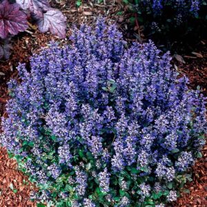 Ajuga Valfredda 'Chocolate Chip' Perennial Plug Plants Pack x6