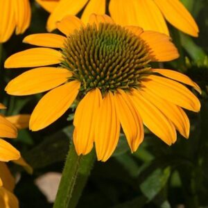 Echinacea (Coneflower) Lakota® Yellow Perennial Plug Plants Pack x6