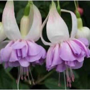 Fuchsia Giant Trailing 'Wendy's Beauty' Summer Garden Plug Plants Pack x6