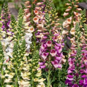 Foxglove Digitalis 'Castor Mixed F1' Supersize XXL Garden Plug Plants Pack x3