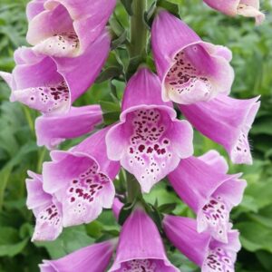 Foxglove 'Rose Hybrid Dalmatian F1 Bi-Annual Cottage Garden Plug Plants Pack X6