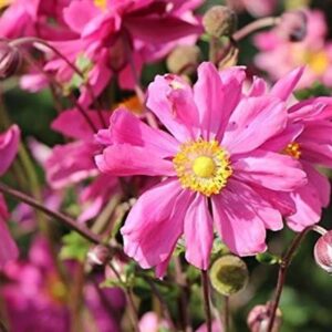 Anemone Japanese Hupehensis 'Bressingham Glow' Perennial LARGE Plug Plants Pack x3
