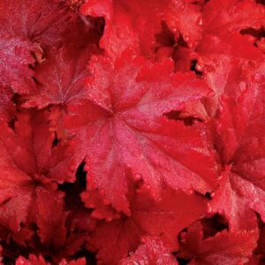 Heuchera 'Fire Chief' Perennial Garden Plug Plants Pack x6