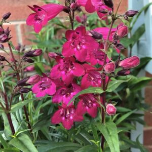 Penstemon 'Garnet' Perennial Garden Plug Plants Pack x6