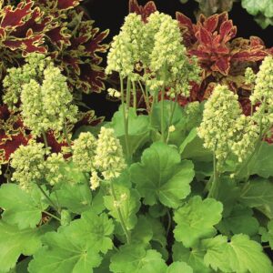Heuchera Little Cutie Series™ 'Blondie in Lime' Perennial Large Plug Plants Pack x6
