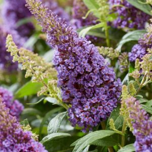 Buddleja Butterfly Candy 'Little Lila' LARGE Plug Plants Pack x3