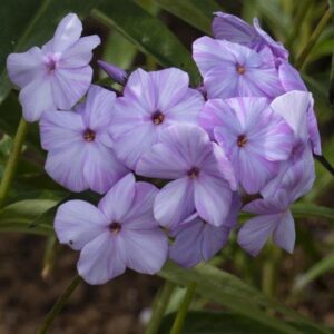 Phlox Paniculata 'Fashionably Early Princess' LARGE Plug Plants Pack x6