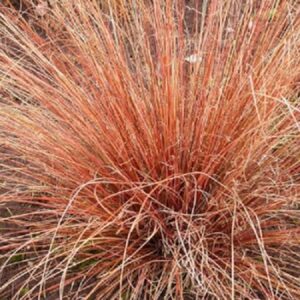 Grass Carex Buchananii Red Rooster Large Perennial Plug Plants Pack x6