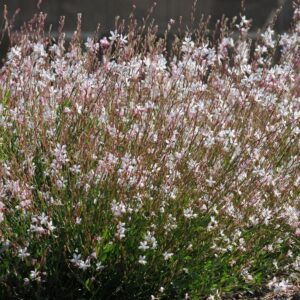 Gaura Lindheimeri 'Sparkle White' Perennial Garden (LARGE) Pack x6 Plug Plants