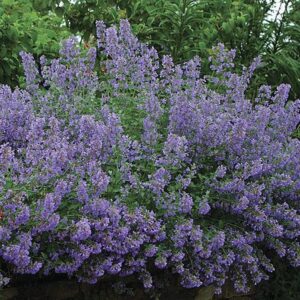 Nepeta Faassenii ( Catmint ) Perennial LARGE Garden Plug Plants Pack x6