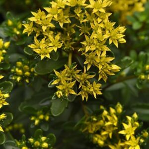 Sedum Middendorffianum 'Yellow Diamonds' LARGE Perennial Alpine Plug Plants Pack x6