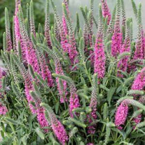 Veronica Spicata Pink 'Rosea' Perennial Garden / Rockery Plug Plants Pack x6