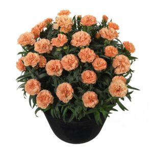 Dianthus Sunflor® 'Luigi' Pinks Perennial Plug Plants Pack x6