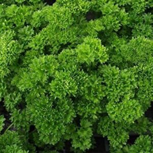 Parsley 'Grandeur Curled' Garden Herb Plug Plants Pack x6