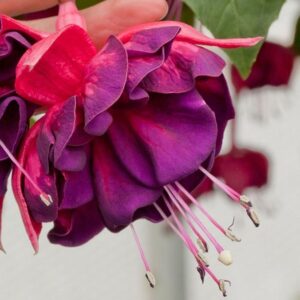 Fuchsia Giant Trailing Marbeller 'Purple Rain' Summer Plug Plants Pack x6
