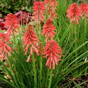 Kniphofia Dwarf POCO™ Red Perennial Plug Plants Pack x6