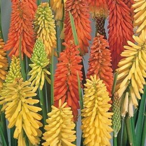 Kniphofia Red Hot Poker 'Flamenco' Perennial Garden Plug Plants Pack x6