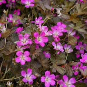 Hardy Geranium Orkney Cherry Pink Perennial Garden Plug Plants Pack x6