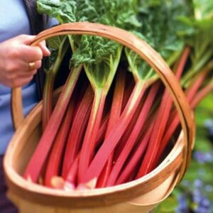 Rhubarb 'Victoria' Vegetable Supersize XXL 9cm Pot Plants Pack X3