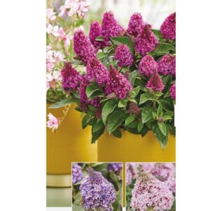 Buddleja Little Rockstars® 'Mixed Selection' Perennial Plug Plants Pack x6