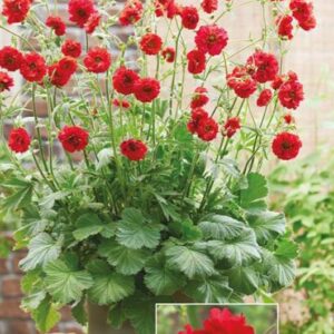 Geum 'Firestarter' Perennial 9cm Pot Plants Pack x3