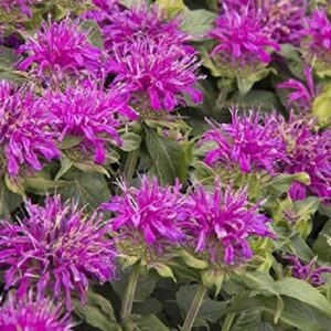 Monarda Balmy Lilac Bergamont Perennial Aromatic LARGE Plug Plants Pack x6