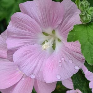 Lavatera 'Marshmallow Strawberry Cream' 9cm Pot Plants Pack x3