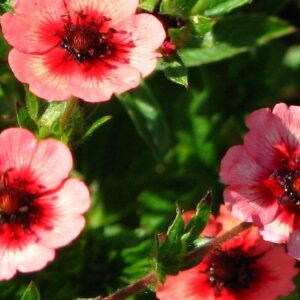Potentilla Nepalensis 'Miss Willmott' Perennial LARGE Plug Plants Pack x6