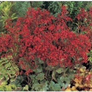 Heuchera 'Ruby Bells' Perennial Garden Plug Plants Pack x6