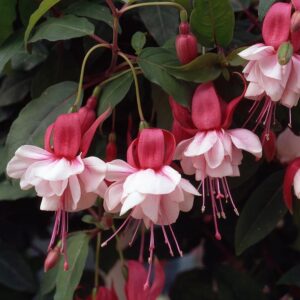 Fuchsia Semi Trailing 'Spion Kop' Garden Plug Plants Pack x6