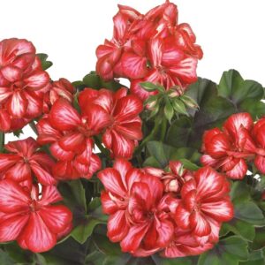Geranium Ivy Leaf Lollipop Red Bi-Colour Trailing Plug Plants Pack x6