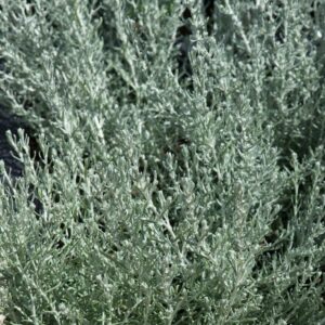 Curry Plant (Helichrysum Italicum) Garden Herb Garden Plug Plants Pack x6