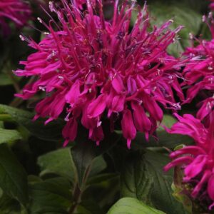 Monarda Balmy™ Purple Bergamont Aromatic (LARGE) Plug Plants Pack x6