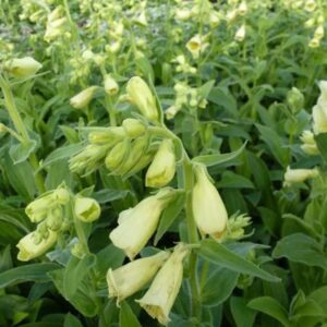 Digitalis Grandiflora 'Dwarf Carillon' Perennial LARGE Plug Plants Pack x6