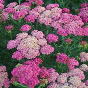 Achillea Milly™ Rock Rose Perennial Garden Plug Plants Pack x6