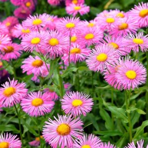 Erigeron Speciosus 'Pink Jewel' Perennial LARGE Garden Plug Plants Pack x6