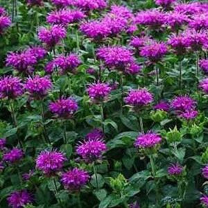 Monarda Melua Violet Bergamont Perennial Aromatic Plug Plants Pack x6