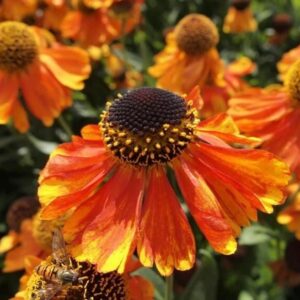 Helenium 'Sahins' Early Flowering 9cm Pot Plants Pack x3