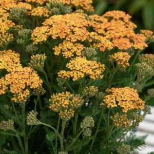 Achillea Milly Rock™ Yellow Terracotta Perennial Plug Plants Pack x6