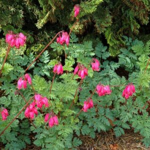 Dicentra Spectabilis (Bleeding heart)  Amore Rose LARGE Perennial Pack x3