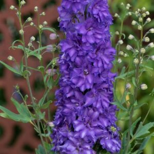 Delphinium Delgenius Breezin LARGE Plug Plants Pack x3