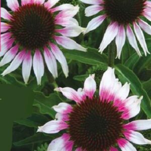 Echinacea Purpurea 'Sombrero Special White Purple' (Coneflower) Plug Plants Pack x6