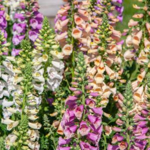 Foxglove 'Dwarf Dottie Mixed' Digitalis  LARGE Plug Plants Pack x3