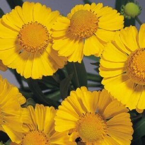 Helenium 'Helena Gold' Perennial Garden Plug Plants Pack x6