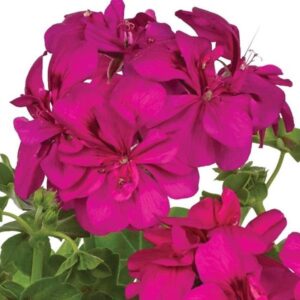 Ivy Leaf Trailing Geranium Big5® 'Neon Pink' Plug Plants Pack x6
