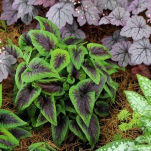 Viola Perennial 'Heartthrob' LARGE Plug Plants Pack x3